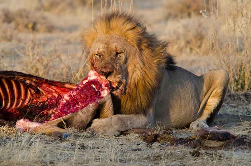 100 - Namibia - leones comiendo - parque nacional de Etosha